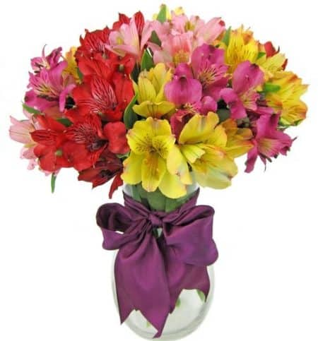 This bouquet is a colorful beauty. A variety of colors of alstromeria are arranged in a clear glass vase, with a coordinating ribbon. It is a great look, and the flowers are long lasting. Alstromeria blooms may be somewhat tight upon delivery. Within a day or so, they will open beautifully and perform beautifully. They are worth the wait! 