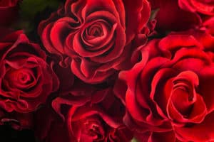 up close of red roses