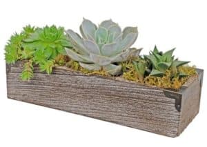 They are arranged in a wooden box, the small version has three compartments, each holding a succulent plant, and the larger size has six compartments. 