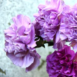 Lavender Carnations
