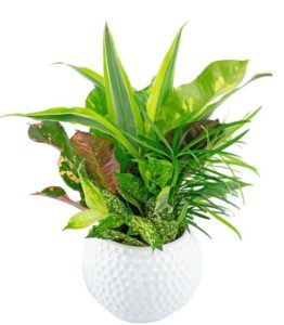 A ceramic golf ball contains a variety of 3" plants