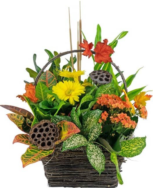 A seasonal beauty, Harvest Memories is a pretty garden filled with green and blooming plants. The brown basket planter is shown with assorted green plants, gerber daisy, kalanchoe and cattails.